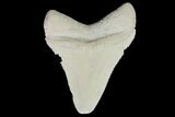 Serrated, Fossil Megalodon Tooth - Bone Valley, Florida #145084-1
